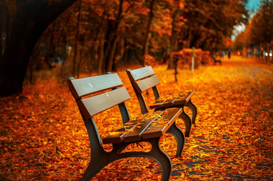 bench-fall-park-rest-40884.jpeg